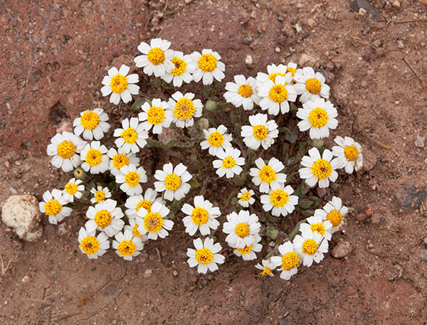 Desert Star Monoptilon bellioides Desert Daisy Rock Daisy   