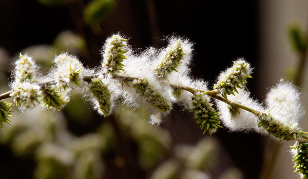 Fuzz on Willow Buds  