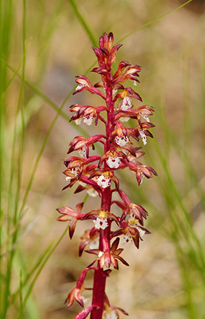 Spotted Coralroot Orchid Corallorhiza maculata Rafinesque