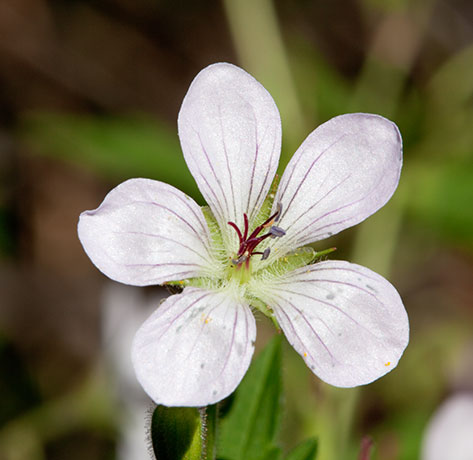 Richardson's Geranium Geranium richardsonii 