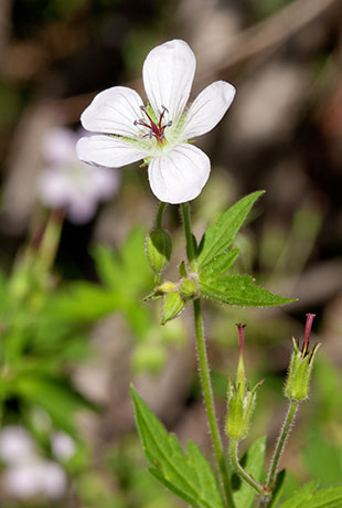Richardson's Geranium Geranium richardsonii 