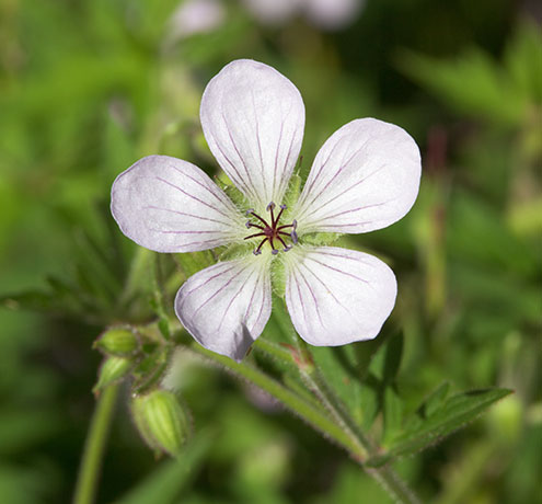 Richardson's Geranium Geranium richardsonii 
