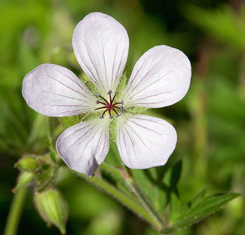 Richardson's Geranium Geranium richardsonii 