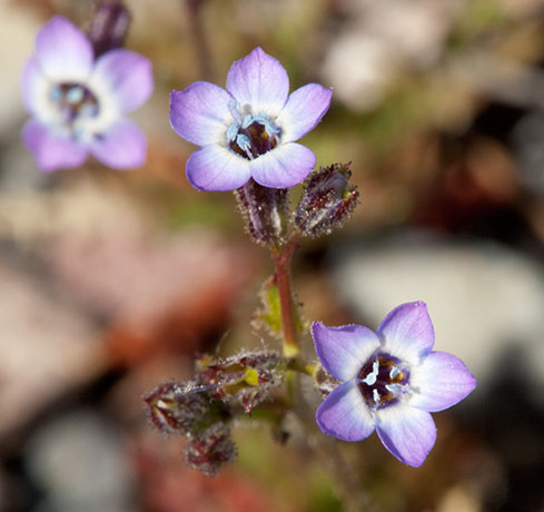 Gilia species unknown 