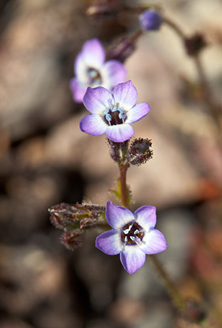 Gilia species unknown 