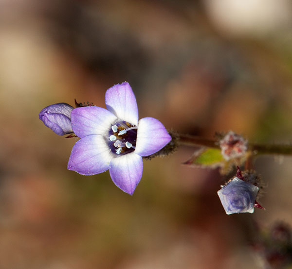 Gilia species unknown 