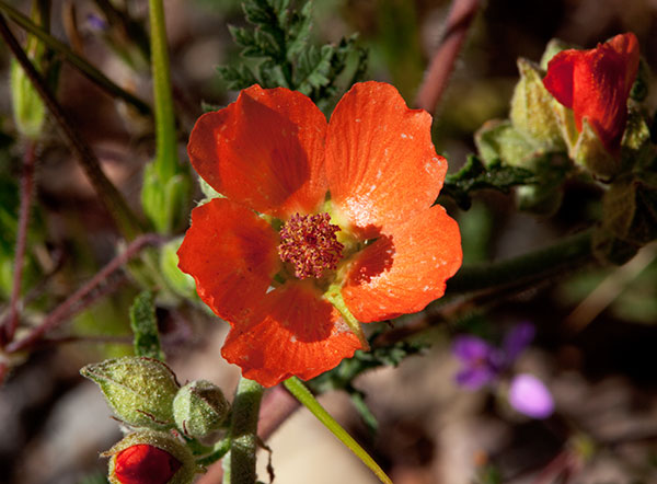 Desert Globemallow Sphaeralcea ambigua   