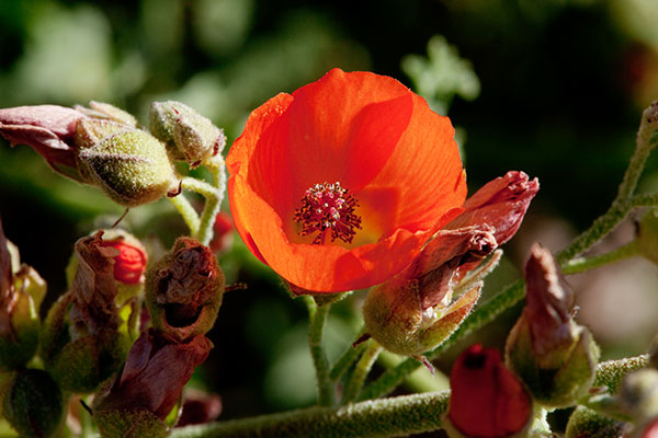 Desert Globemallow Sphaeralcea ambigua   