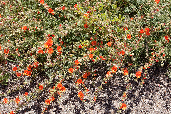 Desert Globemallow Sphaeralcea ambigua   