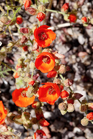 Desert Globemallow Sphaeralcea ambigua   