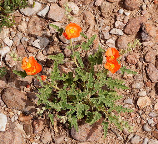 Desert Globemallow Sphaeralcea ambigua   