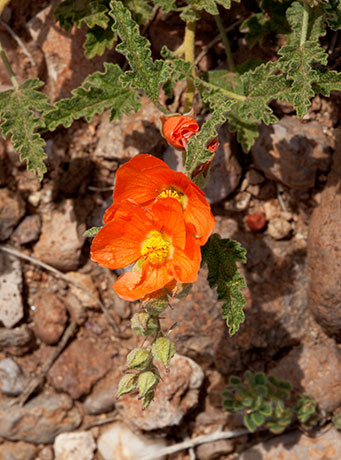 Desert Globemallow Sphaeralcea ambigua   