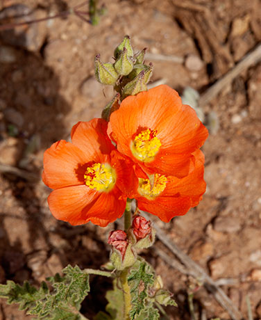 Desert Globemallow Sphaeralcea ambigua   