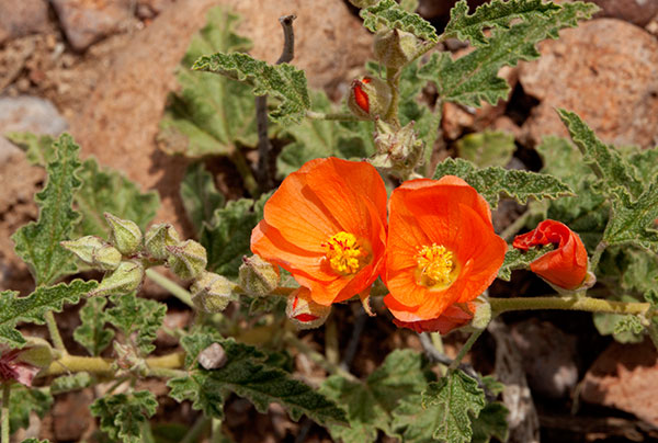 Desert Globemallow Sphaeralcea ambigua   
