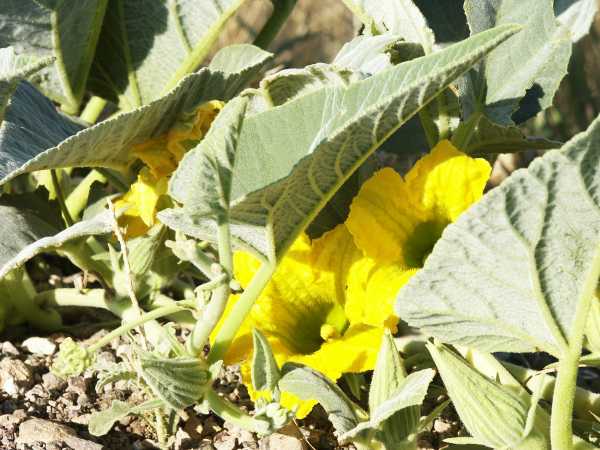 Buffalo Gourd Cucurbita foetidissima 