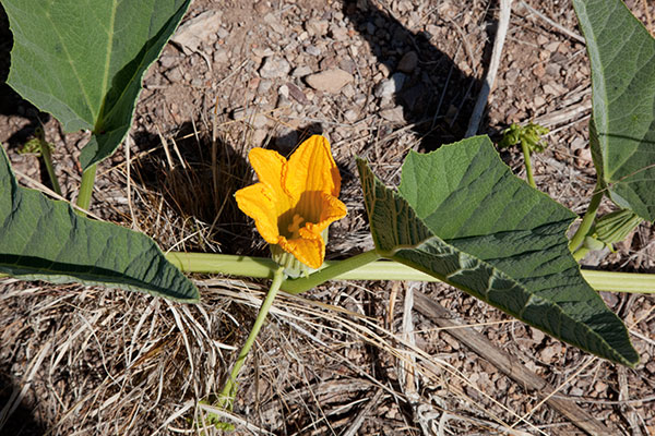 Buffalo Gourd Cucurbita foetidissima 