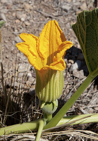 Buffalo Gourd Cucurbita foetidissima 