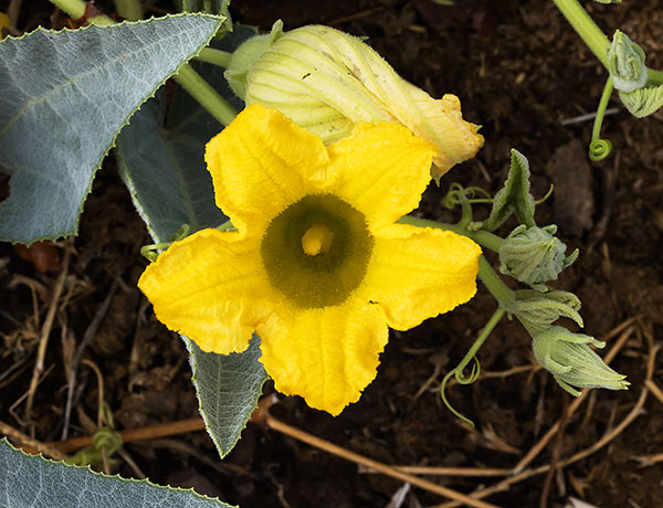 Buffalo Gourd Cucurbita foetidissima 