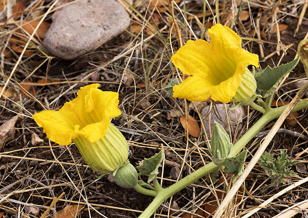 Buffalo Gourd Cucurbita foetidissima 