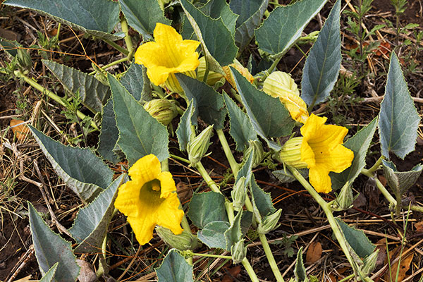 Buffalo Gourd Cucurbita foetidissima 