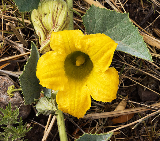 Buffalo Gourd Cucurbita foetidissima 
