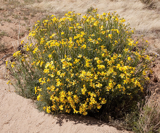 Threadleaf Groundsel Senecio flaccidus  