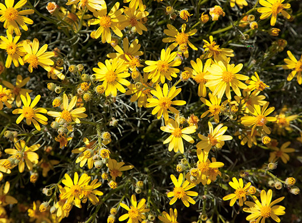 Threadleaf Groundsel Senecio flaccidus  
