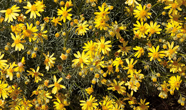 Threadleaf Groundsel Senecio flaccidus  