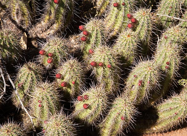Hedgehog Cactus Echinocereus 