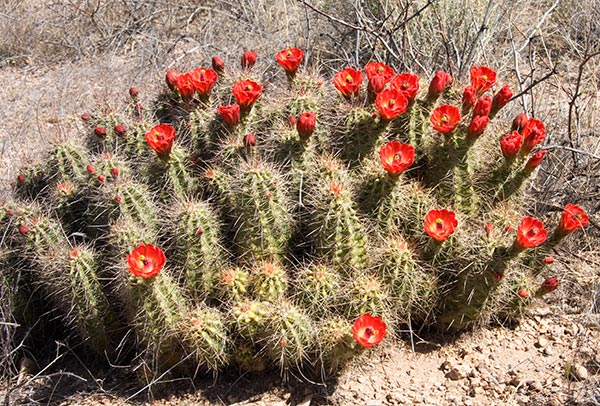 Hedgehog Cactus Echinocereus 