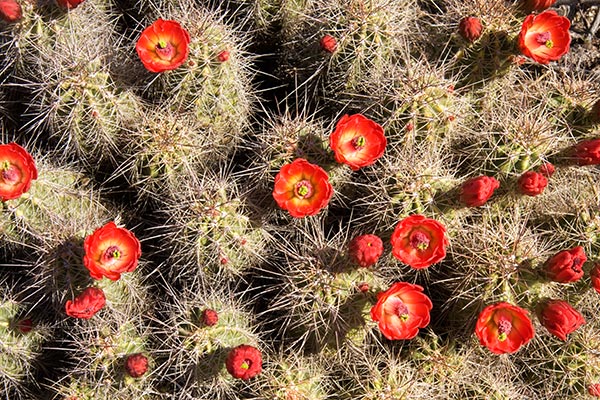 Hedgehog Cactus Echinocereus 