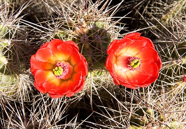 Hedgehog Cactus Echinocereus 