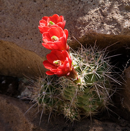 Hedgehog Cactus Echinocereus 