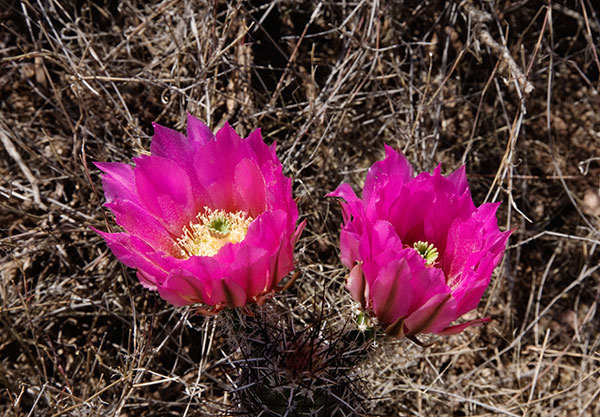 Strawberry Hedgehog Cactus Echinocereus engelmannii