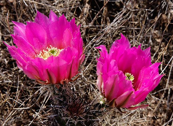 Strawberry Hedgehog Cactus Echinocereus engelmannii