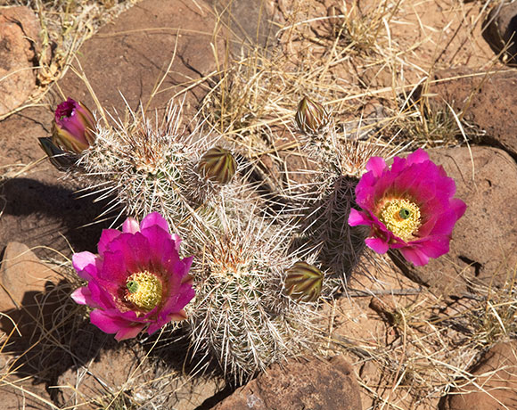Strawberry Hedgehog Cactus Echinocereus engelmannii