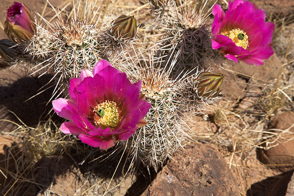 Strawberry Hedgehog Cactus Echinocereus engelmannii