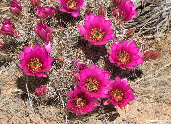 Strawberry Hedgehog Cactus Echinocereus engelmannii