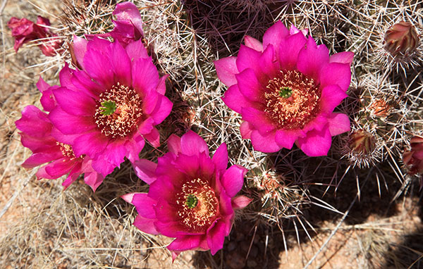 Strawberry Hedgehog Cactus Echinocereus engelmannii