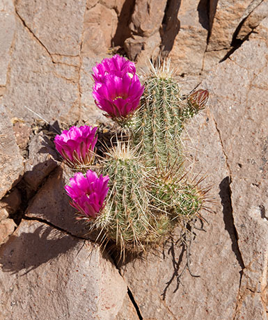 Strawberry Hedgehog Cactus Echinocereus engelmannii