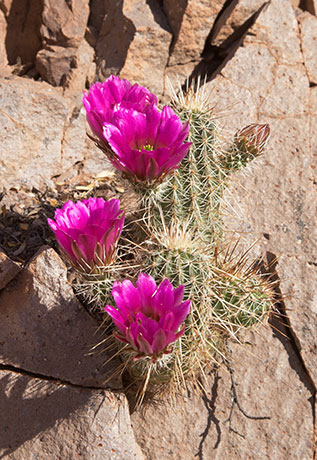 Strawberry Hedgehog Cactus Echinocereus engelmannii