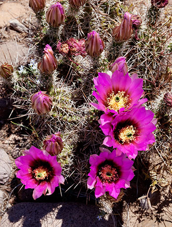 Strawberry Hedgehog Cactus Echinocereus engelmannii