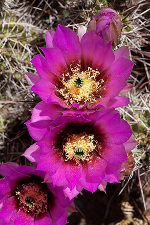 Strawberry Hedgehog Cactus Echinocereus engelmannii