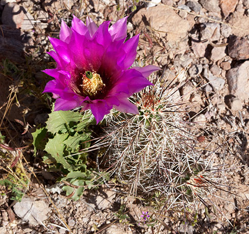 Strawberry Hedgehog Cactus Echinocereus engelmannii