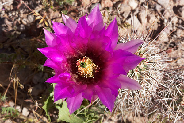 Strawberry Hedgehog Cactus Echinocereus engelmannii