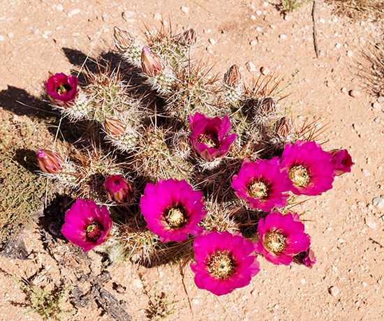 Strawberry Hedgehog Cactus Echinocereus engelmannii