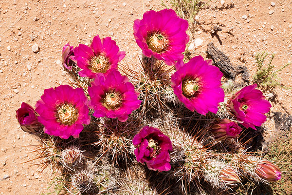 Strawberry Hedgehog Cactus Echinocereus engelmannii