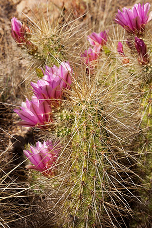 Engelmann's Hedgehog Strawberry Hedgehog Cactus Echinocereus engelmannii