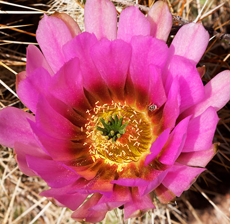 Engelmann's Hedgehog Strawberry Hedgehog Cactus Echinocereus engelmannii