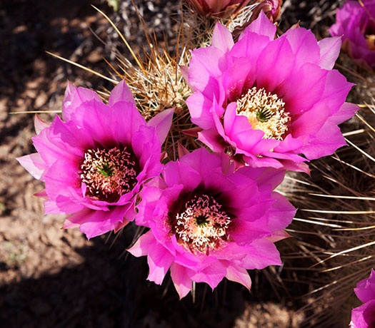 Engelmann's Hedgehog Strawberry Hedgehog Cactus Echinocereus engelmannii